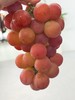 🍇葡萄界的爱马仕【下单后一周内发货】妮娜皇后葡萄，新鲜水果红无籽红宝石当季现摘，葡萄女王无籽提子现摘现发【河南发货】京东生鲜 商品缩略图9