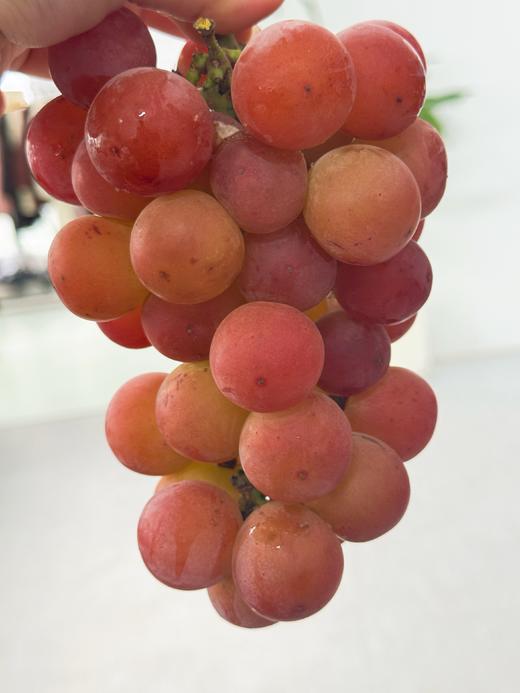 🍇葡萄界的爱马仕【下单后一周内发货】妮娜皇后葡萄，新鲜水果红无籽红宝石当季现摘，葡萄女王无籽提子现摘现发【河南发货】京东生鲜 商品图9