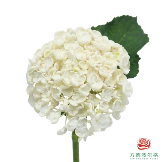 市场绣球-白色爆米花 商品图0