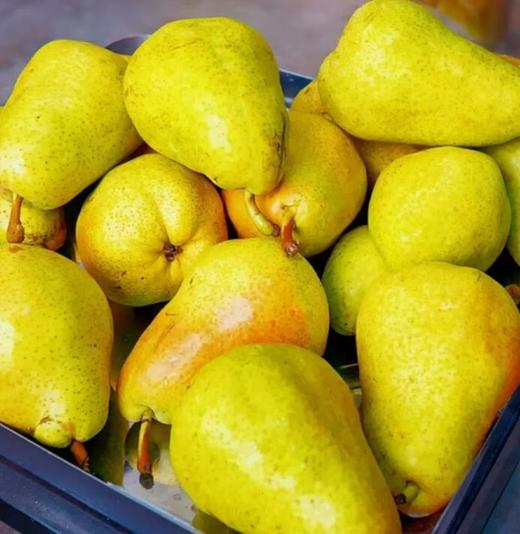 烟台梨3个装（450g~500g） 商品图0