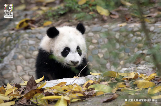 12.14/12.20🐼成都熊猫基地官方合作课程【熊猫妈妈的育儿日记】🎫含成都熊猫基地门票，免排队进基地；🌙2号别墅+月亮产房参观，🍼体验熊猫育幼师；🎁赠熊猫基地官方研学礼包 商品图2