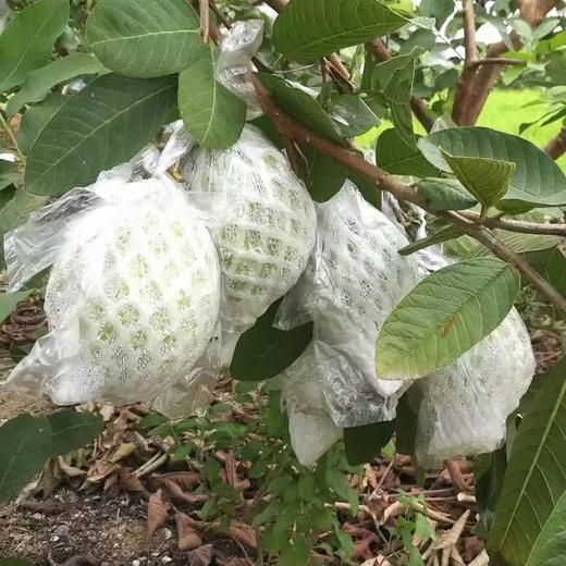 甜脆多汁番石榴农场直发现摘现发新鲜上市 商品图3