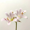 国产稀有小众花材红蓝石蒜/香石蒜/粉石蒜10支 商品缩略图5