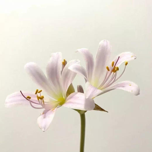 国产稀有小众花材红蓝石蒜/香石蒜/粉石蒜10支 商品图5