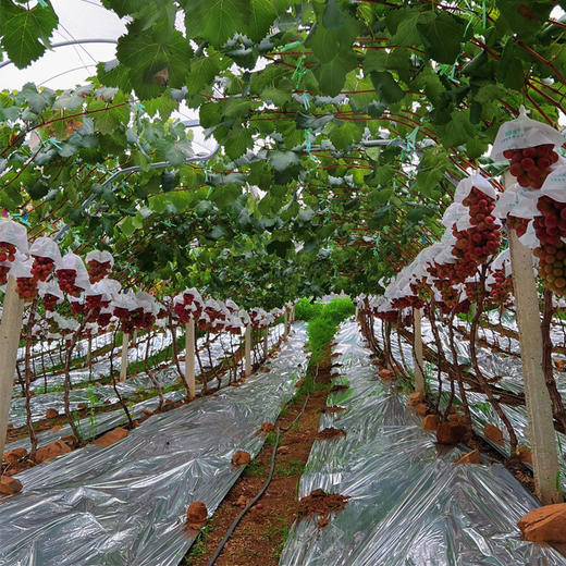 🍇葡萄界的爱马仕【下单后一周内发货】妮娜皇后葡萄，新鲜水果红无籽红宝石当季现摘，葡萄女王无籽提子现摘现发【河南发货】京东生鲜 商品图10