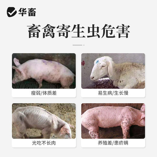 华畜阿苯达唑伊维菌素 体内外驱虫药 鸡牛羊猪药 商品图1
