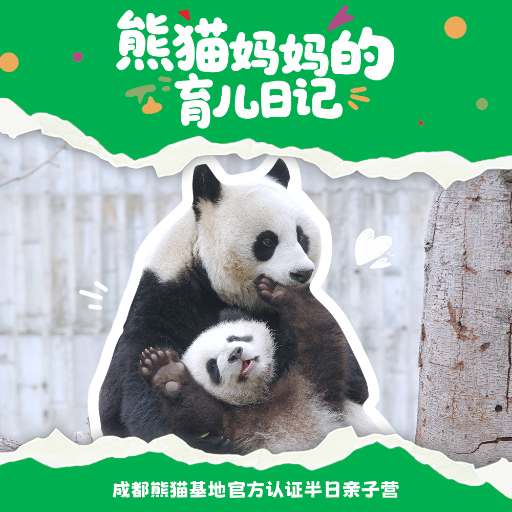 12.14/12.20🐼成都熊猫基地官方合作课程【熊猫妈妈的育儿日记】🎫含成都熊猫基地门票，免排队进基地；🌙2号别墅+月亮产房参观，🍼体验熊猫育幼师；🎁赠熊猫基地官方研学礼包