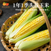 西域美农 低脂即食鲜玉米粒 多汁，脆嫩，香甜  独立包装、自带小勺子  800g(80g*10袋) 商品缩略图3