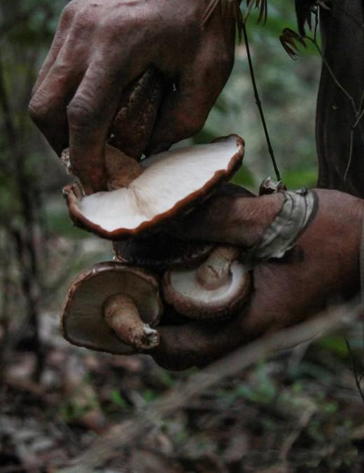 【增值服务】【云南野生干菌】很多朋友在找品质高的野生菌子，福利采购分享 商品图3