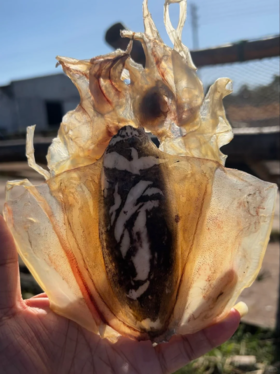 & 淡晒墨鱼干🦑纯日晒☀滋补好东西，零添加，营养价值高✅