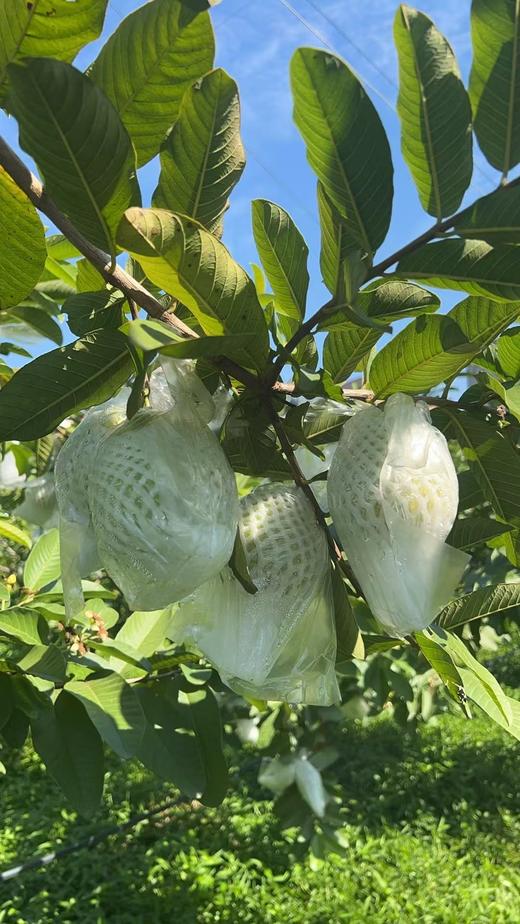 甜脆多汁番石榴农场直发现摘现发新鲜上市 商品图2