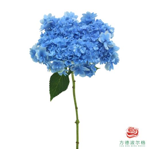 市场绣球-佳澄 商品图0