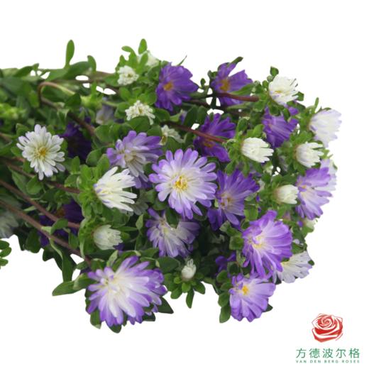 迷你菊 蓝色渐变 商品图2