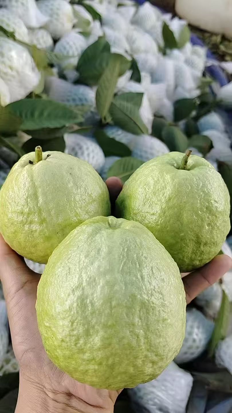 甜脆多汁番石榴农场直发现摘现发新鲜上市