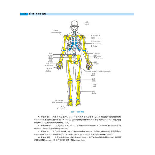 人体解剖学 第5五版 十四五普通高等教育本科规划教材 顾晓松 吕广明 主编 供医学生 教师 研究生等 9787030818232科学出版社 商品图4