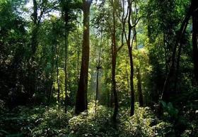 为您推荐两款云南的野生茶