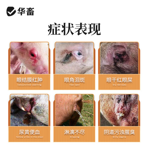 华畜兽药 龙胆泻肝散500g 清热泻火 利水消肿 保肝护肾排毒 禽畜通用 商品图1