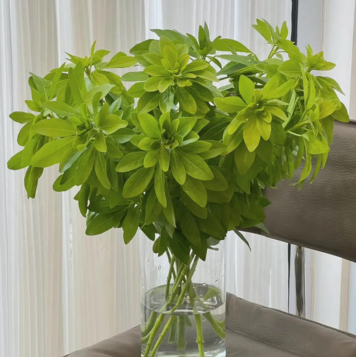 墨西哥桔叶 商品图0