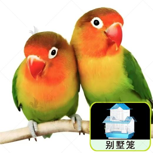 牡丹鹦鹉 2只组合+单层笼+试吃粮+饲养手册+土霉素  ‘七天包活  ’❗一定要录开箱视频 ❗ 商品图1