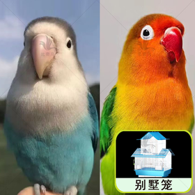 牡丹鹦鹉 2只组合+单层笼+试吃粮+饲养手册+土霉素  ‘七天包活  ’❗一定要录开箱视频 ❗