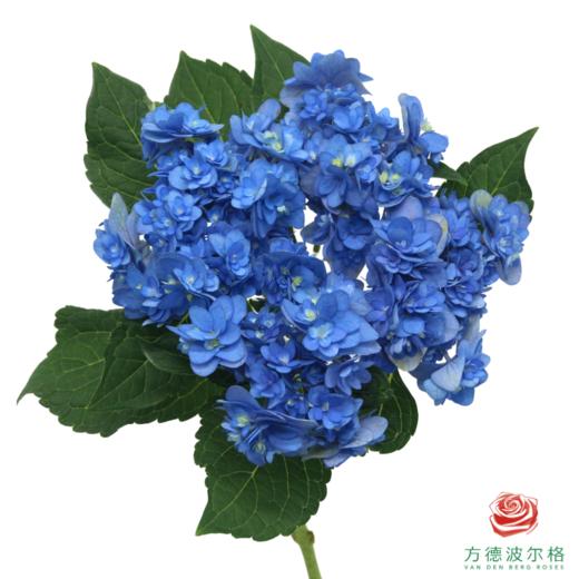 市场绣球-卑弥呼 商品图1