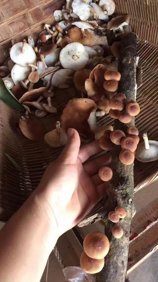 【增值服务】【云南野生干菌】很多朋友在找品质高的野生菌子，福利采购分享 商品图1