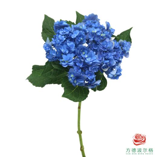 市场绣球-卑弥呼 商品图0