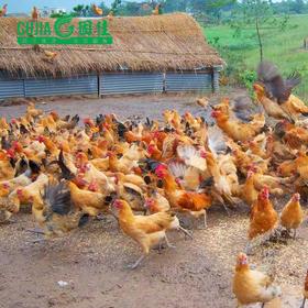 【信阳特产】固始土公鸡 约2斤/只