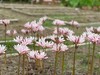 国产稀有小众花材红蓝石蒜/香石蒜/粉石蒜10支 商品缩略图7