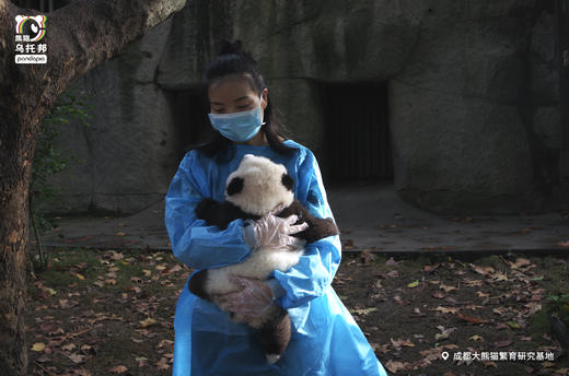 12.14/12.20🐼成都熊猫基地官方合作课程【熊猫妈妈的育儿日记】🎫含成都熊猫基地门票，免排队进基地；🌙2号别墅+月亮产房参观，🍼体验熊猫育幼师；🎁赠熊猫基地官方研学礼包 商品图14