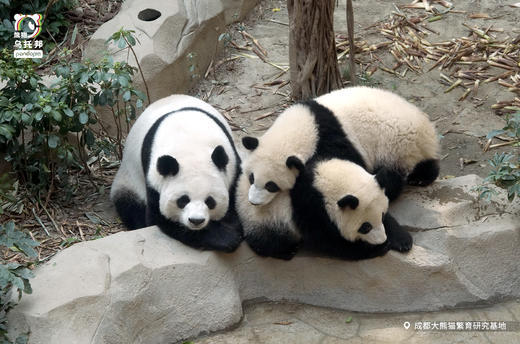 12.14/12.20🐼成都熊猫基地官方合作课程【熊猫妈妈的育儿日记】🎫含成都熊猫基地门票，免排队进基地；🌙2号别墅+月亮产房参观，🍼体验熊猫育幼师；🎁赠熊猫基地官方研学礼包 商品图5