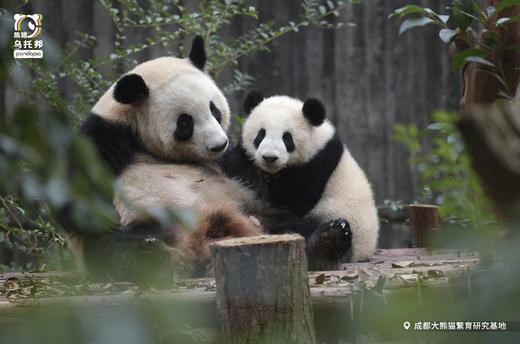 12.14/12.20🐼成都熊猫基地官方合作课程【熊猫妈妈的育儿日记】🎫含成都熊猫基地门票，免排队进基地；🌙2号别墅+月亮产房参观，🍼体验熊猫育幼师；🎁赠熊猫基地官方研学礼包 商品图9