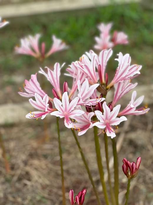 国产稀有小众花材红蓝石蒜/香石蒜/粉石蒜10支 商品图6