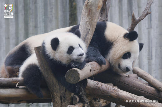 12.14/12.20🐼成都熊猫基地官方合作课程【熊猫妈妈的育儿日记】🎫含成都熊猫基地门票，免排队进基地；🌙2号别墅+月亮产房参观，🍼体验熊猫育幼师；🎁赠熊猫基地官方研学礼包 商品图10