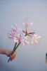 国产稀有小众花材红蓝石蒜/香石蒜/粉石蒜10支 商品缩略图4
