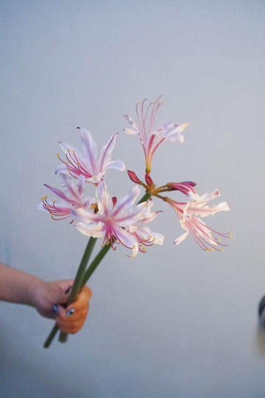 国产稀有小众花材红蓝石蒜/香石蒜/粉石蒜10支 商品图4