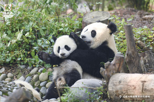 12.14/12.20🐼成都熊猫基地官方合作课程【熊猫妈妈的育儿日记】🎫含成都熊猫基地门票，免排队进基地；🌙2号别墅+月亮产房参观，🍼体验熊猫育幼师；🎁赠熊猫基地官方研学礼包 商品图11