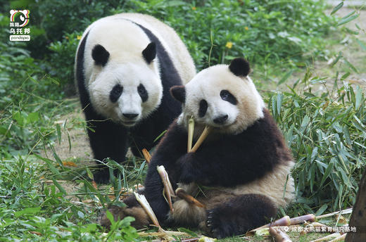 12.14/12.20🐼成都熊猫基地官方合作课程【熊猫妈妈的育儿日记】🎫含成都熊猫基地门票，免排队进基地；🌙2号别墅+月亮产房参观，🍼体验熊猫育幼师；🎁赠熊猫基地官方研学礼包 商品图4