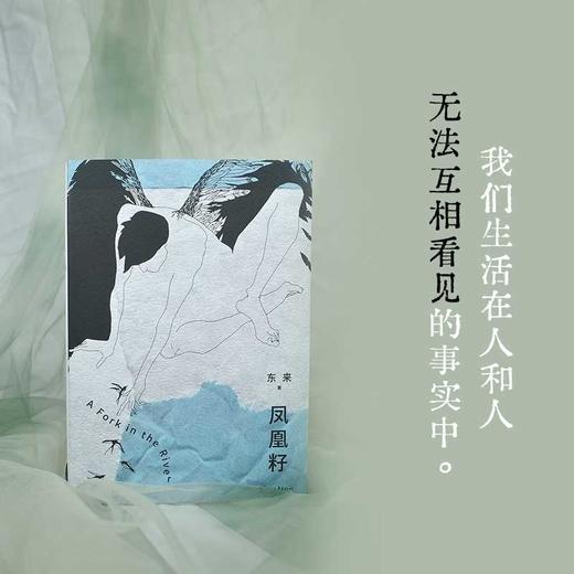 凤凰籽 商品图4