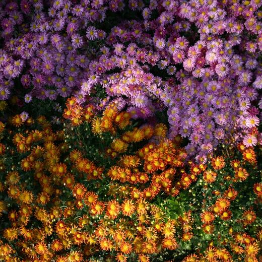 8.13/8.28【繁花叠影】多重曝光外拍活动・花卉篇 商品图10