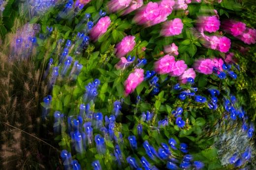 8.18/9.2【摇旋花木】摇曝旋曝外拍活动・花木篇 商品图7