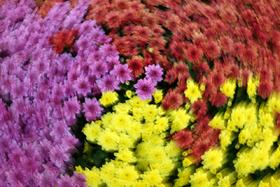 8.18/9.2【摇旋花木】摇曝旋曝外拍活动・花木篇