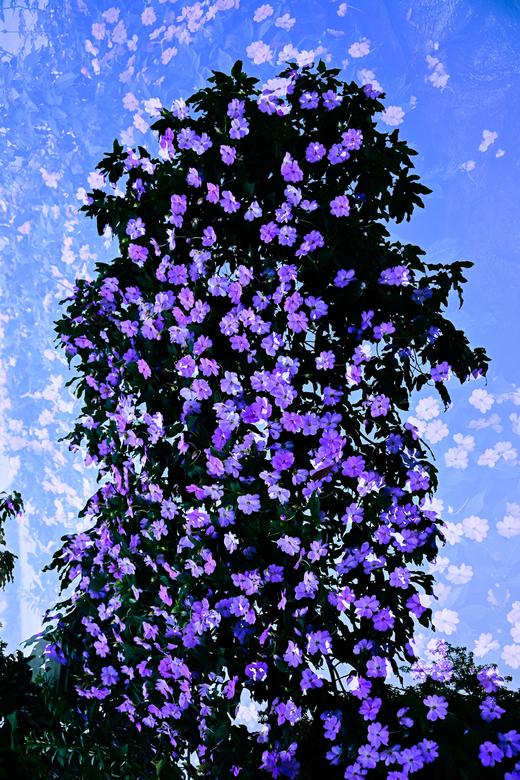 8.13/8.28【繁花叠影】多重曝光外拍活动・花卉篇 商品图6