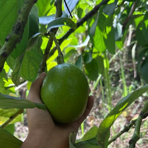 生态牛油果 | 合作生产*Ecological avocado | Partner Production 商品图5