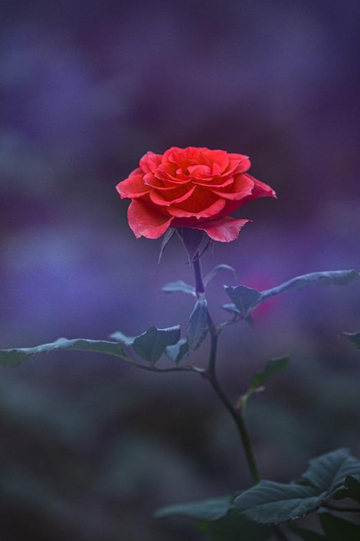 8.13/8.28【繁花叠影】多重曝光外拍活动・花卉篇 商品图3