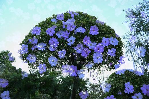 8.13/8.28【繁花叠影】多重曝光外拍活动・花卉篇 商品图1