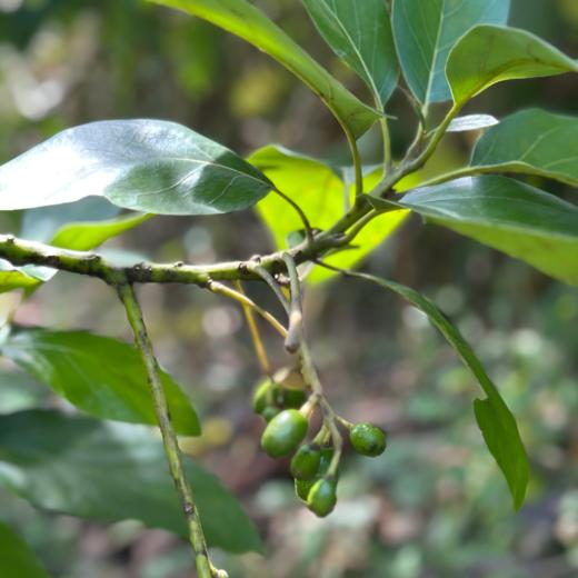 生态牛油果 | 合作生产*Ecological avocado | Partner Production 商品图2