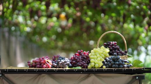 有机葡萄-天花板级别的口感 商品图8