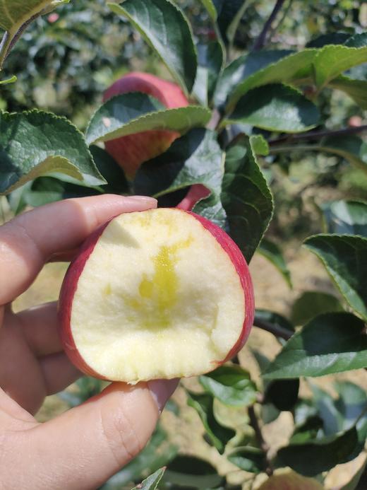 云南高原冰糖心红冠苹果【瑕疵】 3斤装 商品图1