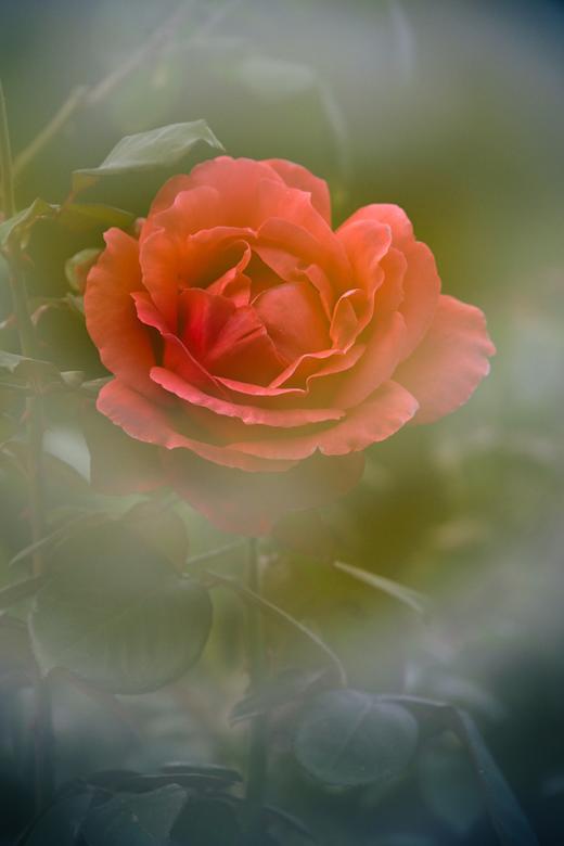 8.13/8.28【繁花叠影】多重曝光外拍活动・花卉篇 商品图2